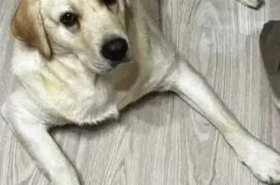 Найдена собака, Серпухов, фото: Собака найдена у ул. Химиков, 43, Серпухов