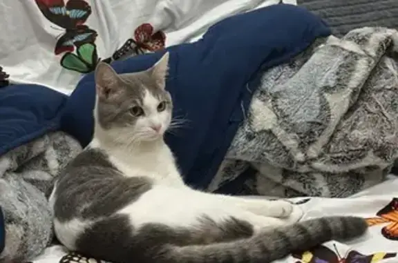 Пропала кошка, Советская ул. 1Б, Екб