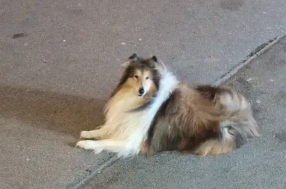 Найдена собака, Санкт-Петербург, фото: Собака у магазина, Богатырский пр. 66к1