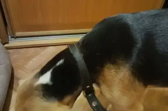 Найдена собака, Нижний Новгород, фото: Бигль найден на Смежной, 2, Н. Новгород