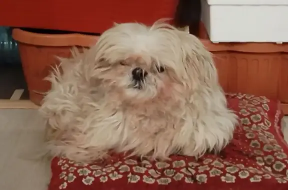 Пропала собака, Красноармейская 149, Томск