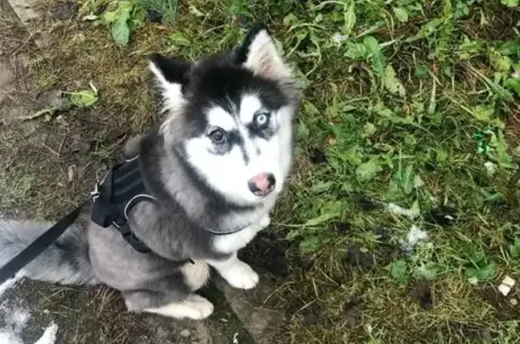 Пропала собака, Кузнецкая ул., Псков