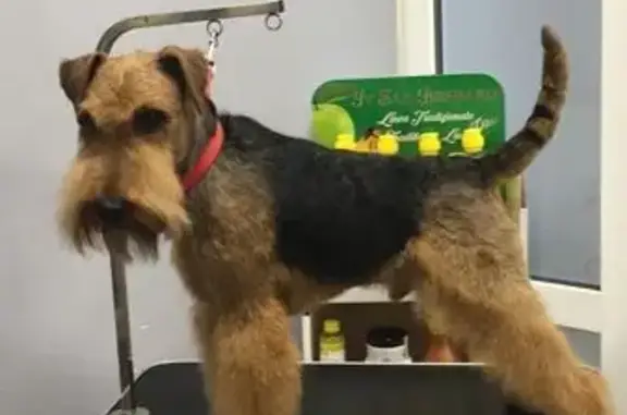 Пропала собака в Грачёвке, Калужская обл.