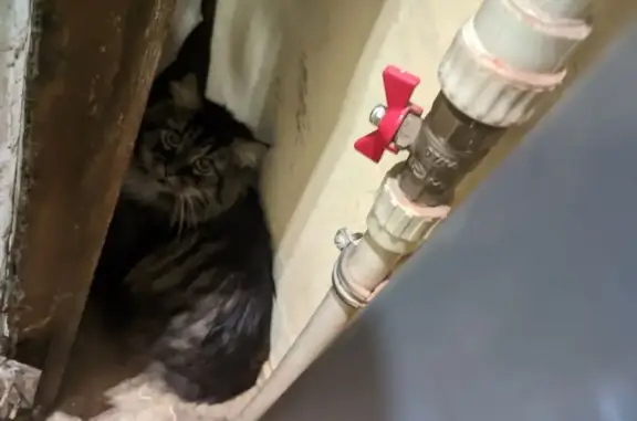 Найдена кошка, Санкт-Петербург, фото: Кошка найдена на ул. Радищева, СПб