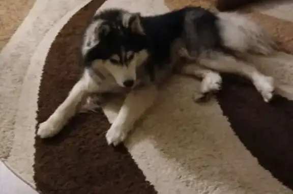 Найдена собака, Липецк, фото: Хаски найдена: ул. 8 Марта, 22/4, Липецк