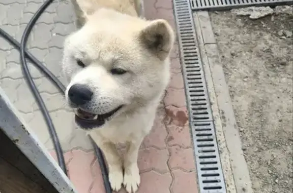 Пропала Акита Ину, Электролесовская 76Б