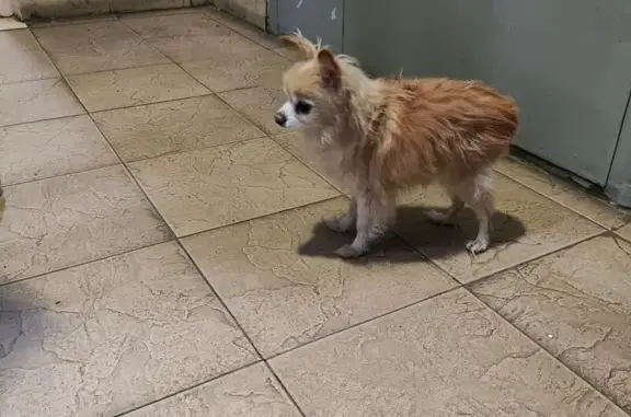 Найдена собака, Москва, фото: Чихуахуа найдена: Загорьевский пр., 5 к2