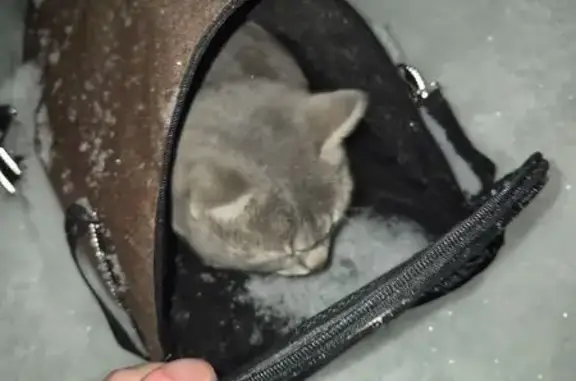 Найдена кошка, Ижевск, фото: Найдена кошка, Буммашевская 42, Ижевск