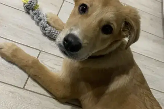 Найдена собака, Пермь, фото: Найдена рыжая собака, Луначарского 105