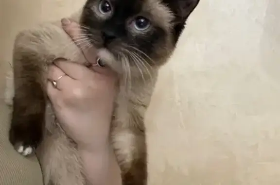 Найденные животные Смоленск, фото: Найдена кошка: Смоленск, ул. Крупской, 44Б