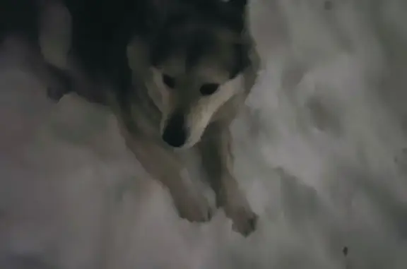 Найдена собака, Екатеринбург, фото: Найдена собака, ул. Черепанова, 28