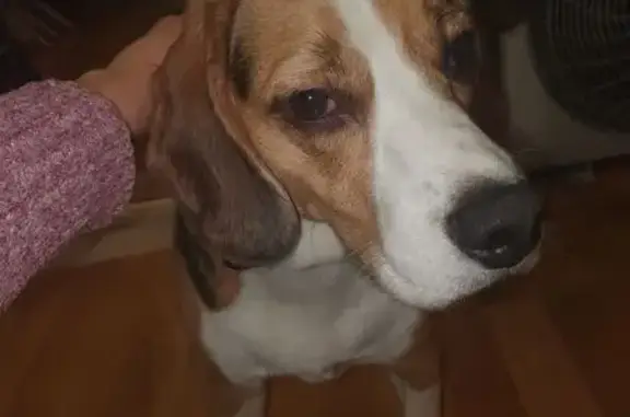 Найдена собака, Санкт-Петербург, фото: Бигль найден: Кронштадтская ул., 22, СПб