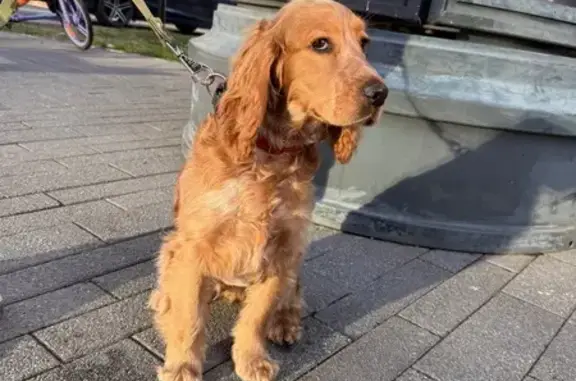 Найдена собака, Сочи, фото: Собака найдена, ул. Фабрициуса, Сочи