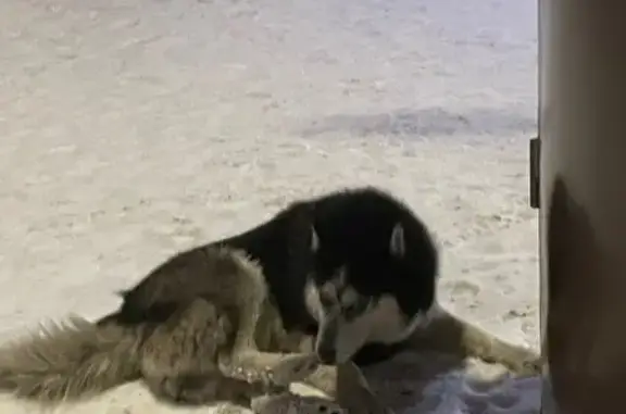 Найдена собака, Красноярск, фото: Собака найдена на Ястынской, Красноярск