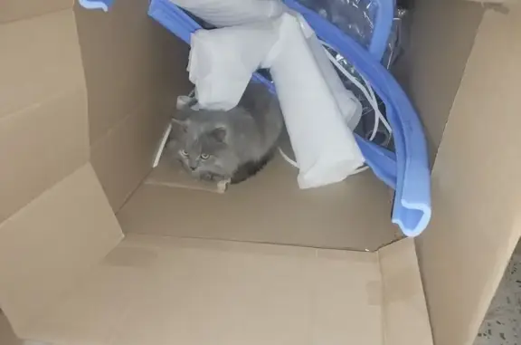 Найдена кошка, Волгоград, фото: Кошка найдена у памятника Жукову, Волгоград