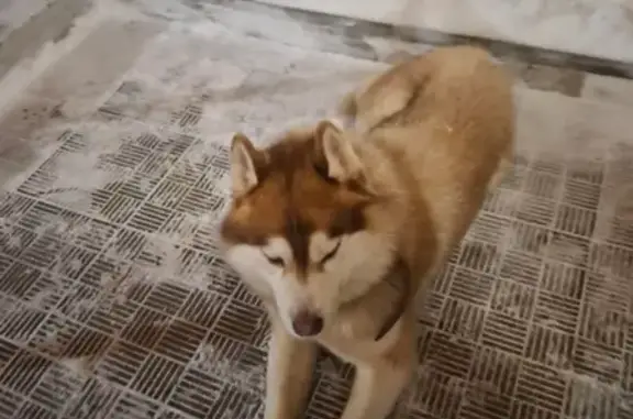 Найдена собака, Владимир, фото: Хаски найдена, Новгородская ул., Владимир