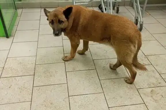 Найдена собака, Нижний Новгород, фото: Собака найдена: Сормовское шоссе, 8