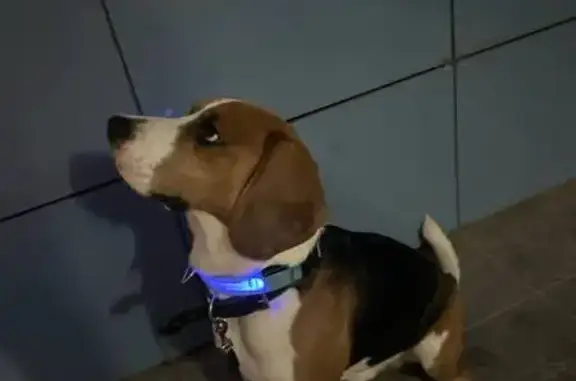 Найдена собака, Обнинск, фото: Собака найдена: пр. Ленина 129, Обнинск