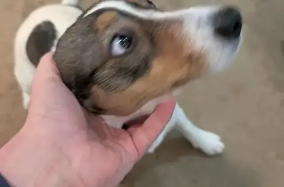 Найдена собака, Коломна, фото: Найдена собака Джек Рассел, ул. Леваневского