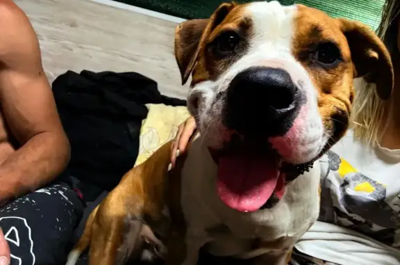 Пропала собака, г. Каменск-Шахтинский