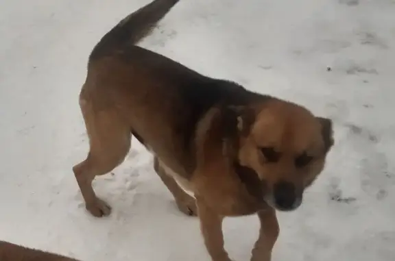 Пропала собака в Супонево, Брянская обл.