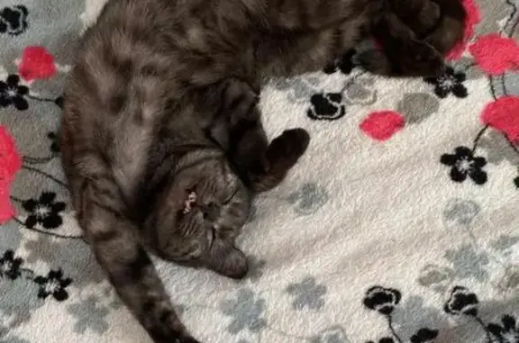 Пропала кошка, ул. Куйбышева, Усть-Катав