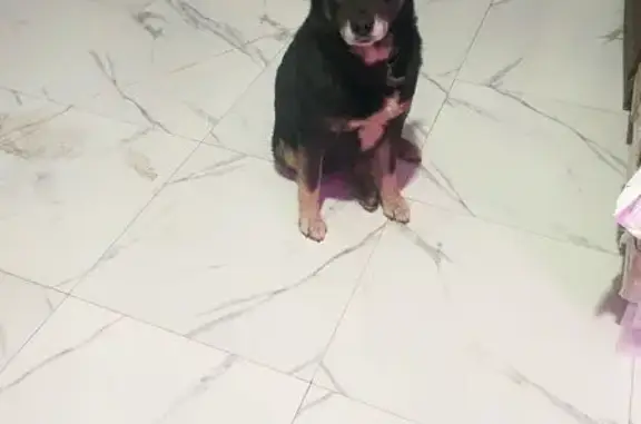 Пропала собака, Лесная ул., Ко...