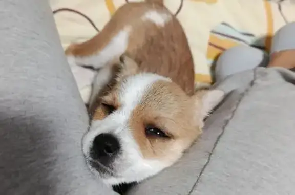 Пропала собака, Садовая ул. 64, Цибанобалка