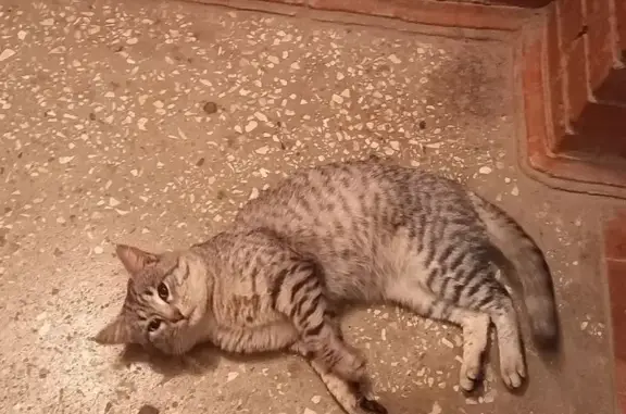 Найдена кошка, Чебоксары, фото: Кот найден: Хевешская ул., Чебоксары