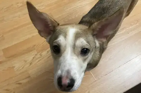 Найдена собака, Звенигород, фото: Собака найдена: Ремесленный проезд, 3