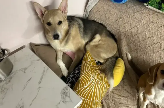 Собаки потеряшки, Санкт-Петербург, фото: Потеряшка собака, Заневский пр., СПб