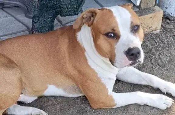 Пропала собака, Лесная ул., Ка...