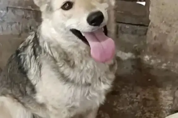 Пропала собака: ул. Стара-Загора, Самара