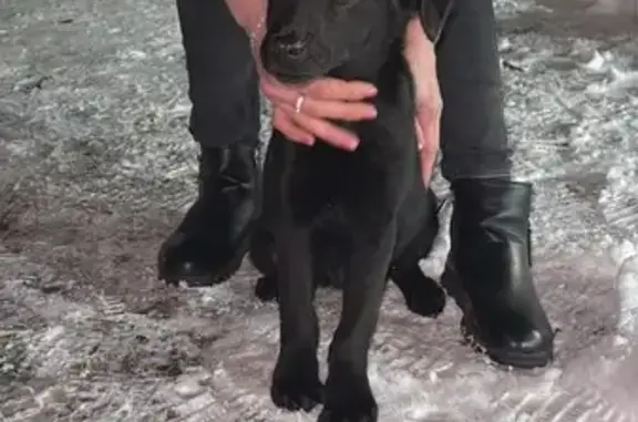 Найдена собака, Орёл, фото: Щенок найден на Наугорском шоссе, Орёл