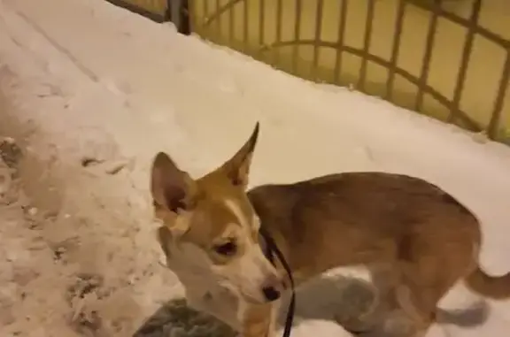 Найдена собака, Звенигород, фото: Собака найдена: проезд Ветеранов, 10 к1