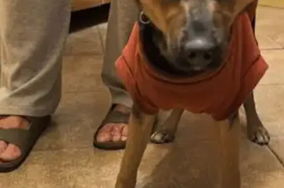 Пропала собака, Вокзальная ул. 20, Балашиха