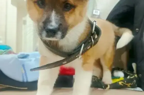 Найдена собака, Чебоксары, фото: Собака найдена, ул. Патриса Лумумбы, Чебоксары