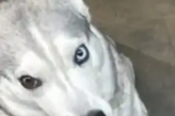 Пропала собака, ул. Бажова, 21, Сургут