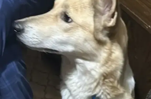 Пропала собака, ул. Павлова 19, Щёлково