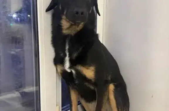 Пропала собака в районе посёлка Новый, Бабенки