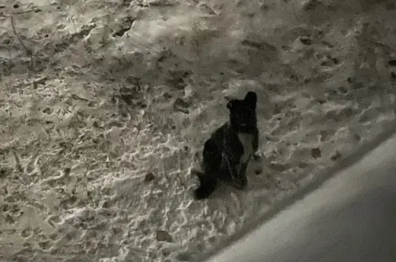 Найдена собака, Улан-Удэ, фото: Найдена собака, Ключевская 50, Улан-Удэ