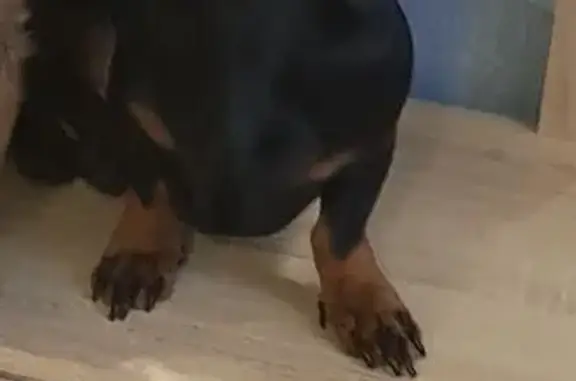 Пропала такса, 46Н-02858, 10