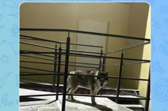 Найдена собака, Энгельс, фото: Хаски найдена на Кожевенной, Энгельс