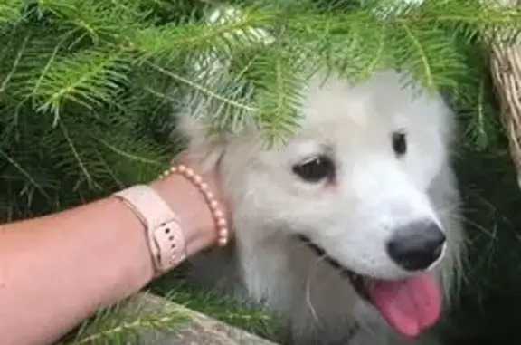 Пропала собака, ул. Кукареки 43, Калуга