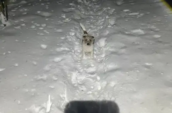 Пропала собака, Подлесная ул., 2Б, Воткинск