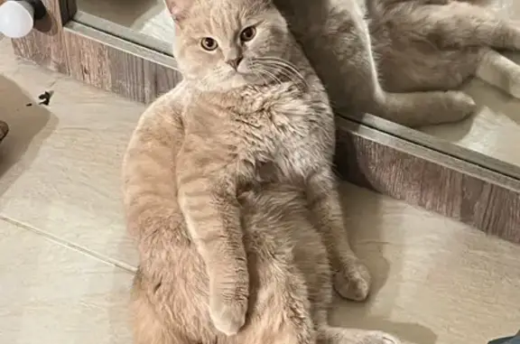 Найдена кошка, Челябинск, фото: Кошка найдена, ул. Марченко, 37А, Челябинск