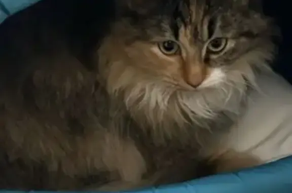 Найдена кошка, Коломна, фото: Кошка найдена: пр. Кирова, 52, Коломна