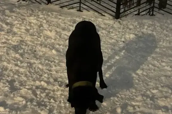 Найдена собака, Москва, фото: Собака найдена: ул. Белобородова, 30, Москва