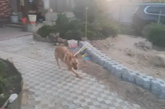 Пропала собака в Паниково, МО