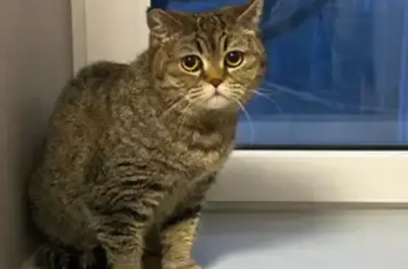 Пропала кошка, Ростов-на-Дону, 89604434161